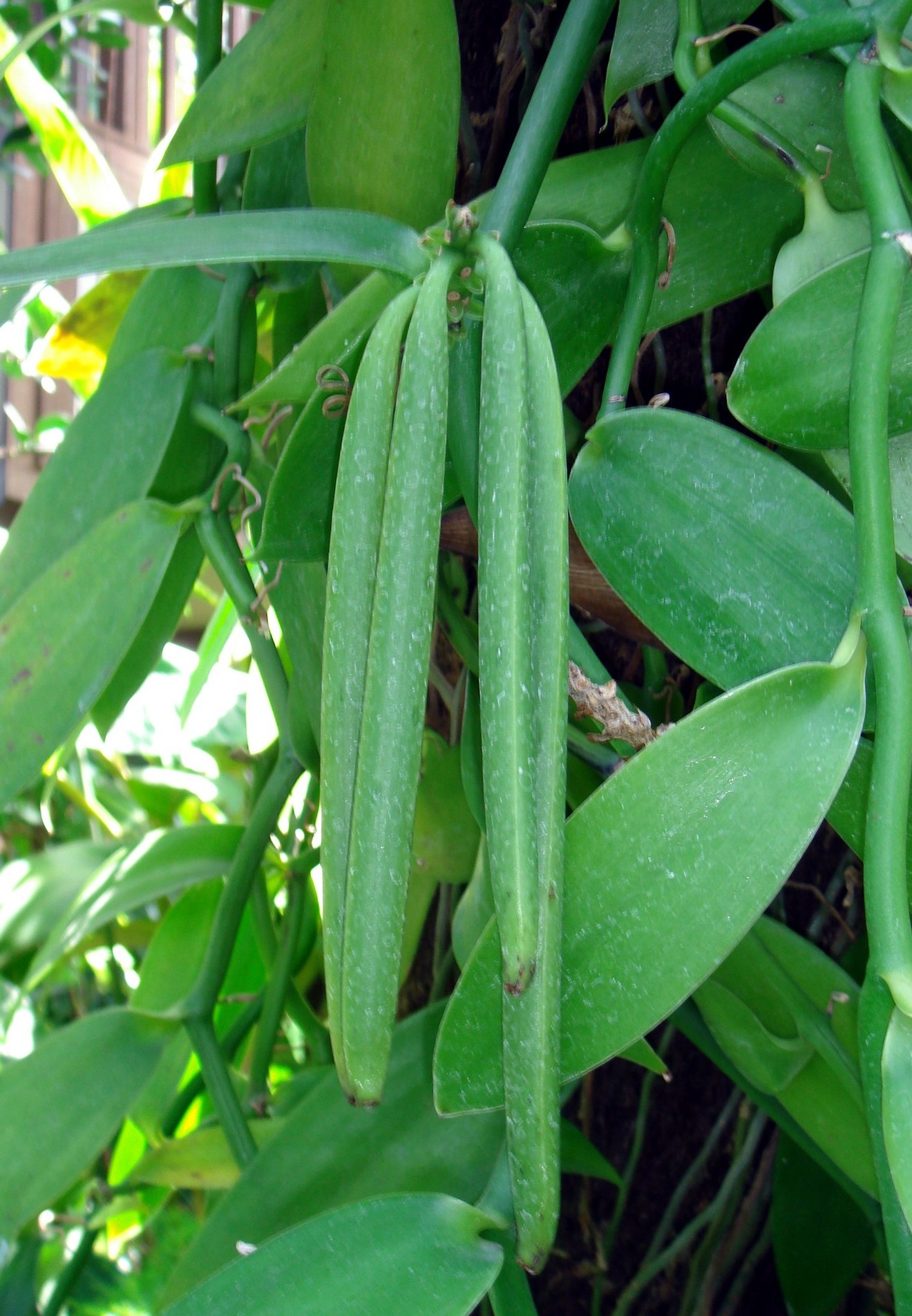 Vanilla planifolia Jackson ex Andrews